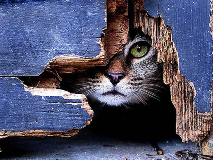 cats-hidden-cat-animal-feline-kitten-sweet-wallpaper-background-free-736x552